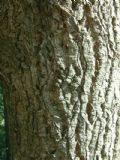 Quercus crenata